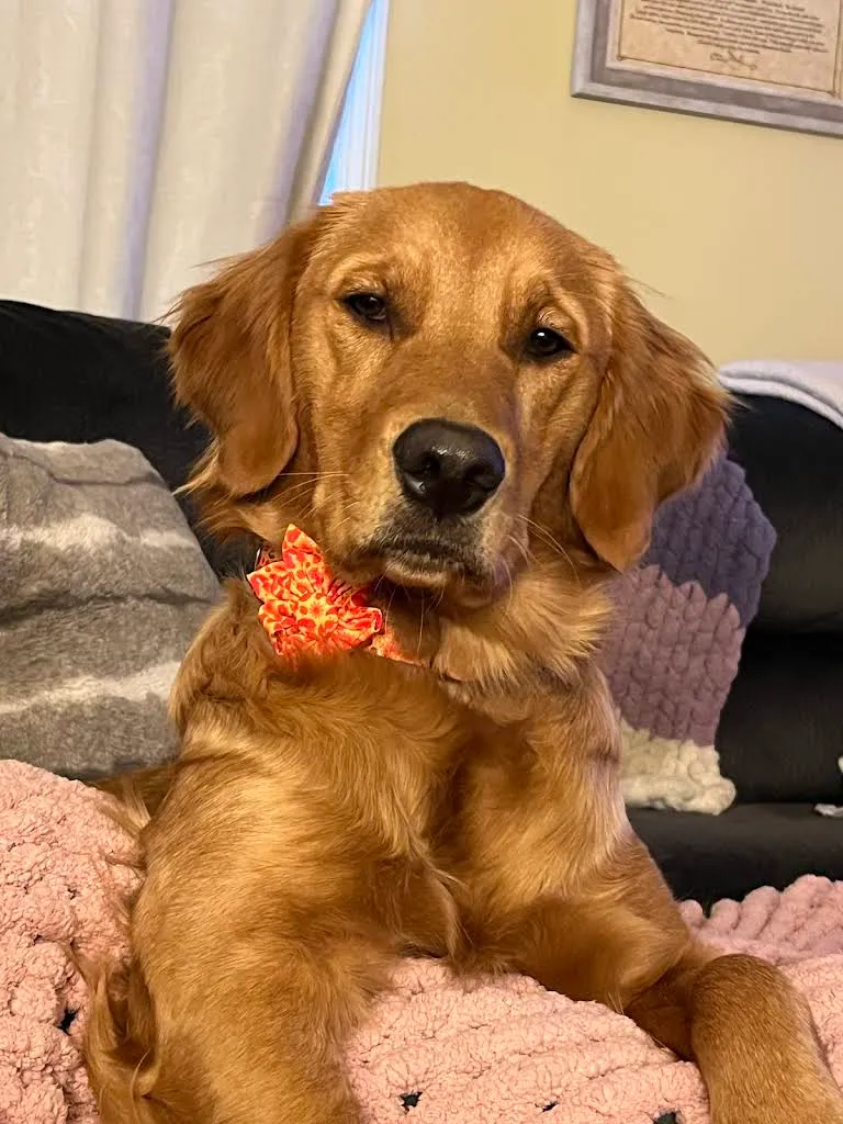 photo 1 in review from Jenn & Nugget