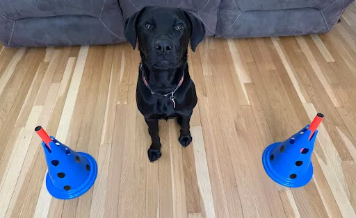 photo 1 in review from Celeste & Opal